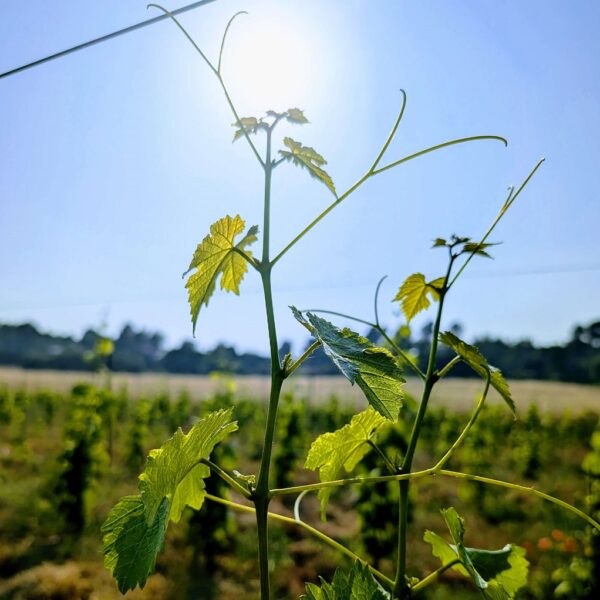Apex de vigne au soleil