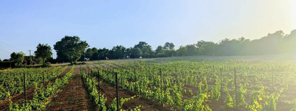 Vignes du domaine Menaldo au couchant