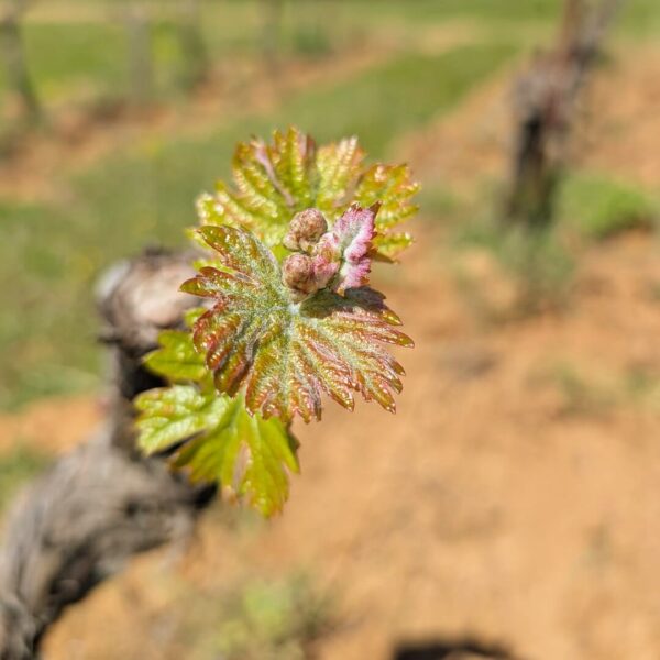 Bourgeons de vigne