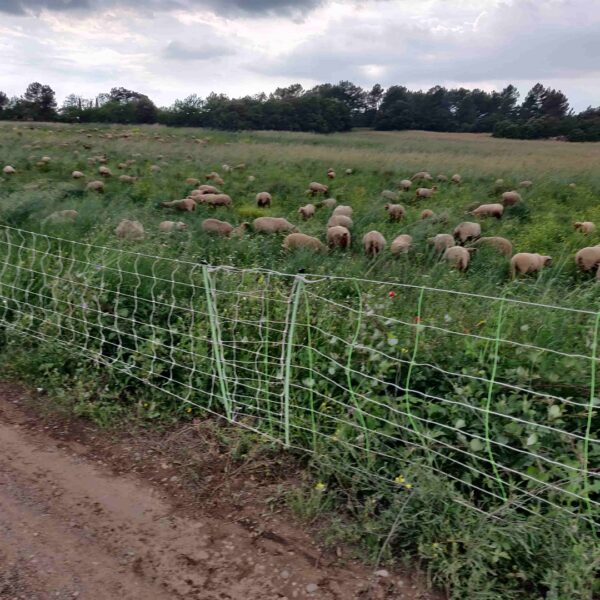 moutons dans les parcelles