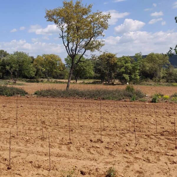 Parcelle de plantiers