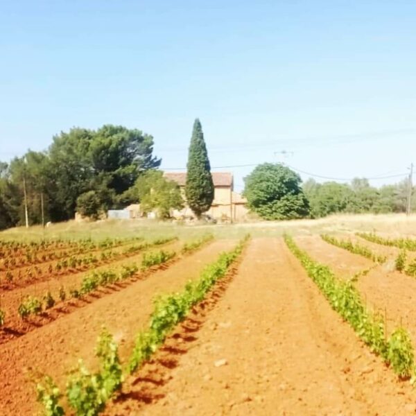 Plantier devant la maison