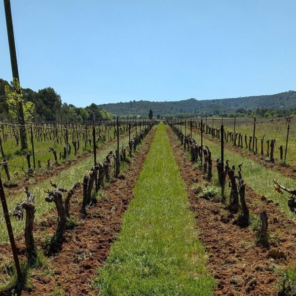 Vignes enherbées