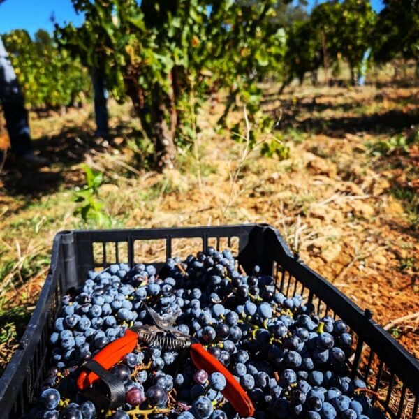 Caisse de raisins