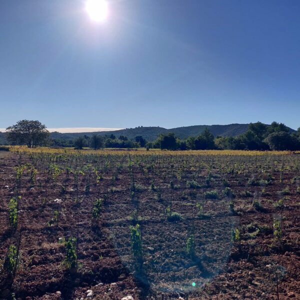 Vignes au soleil